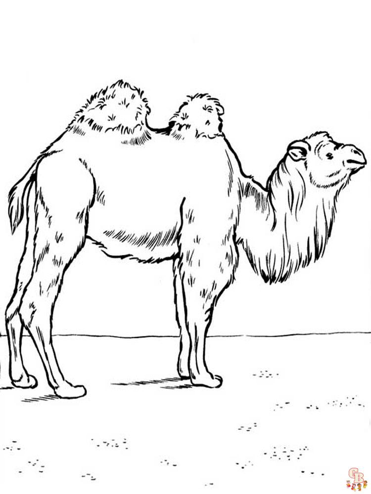 camellos para colorear 16