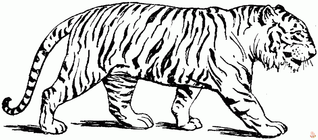 tigres para colorear 11
